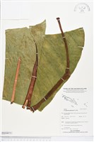 藏品(紅脈曲籽芋)的圖片