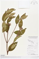 藏品(基尖葉野牡丹)的圖片