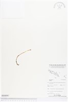 藏品(夕陽水玉杯)的圖片