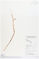 藏品(高士佛上鬚蘭、泛亞上鬚蘭)的圖片