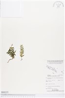 藏品()的圖片
