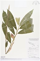 藏品(薑花、紅球薑)的圖片