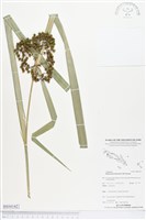 藏品(割雞芒、臺灣割雞)的圖片