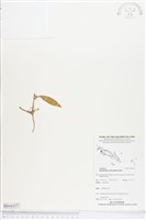 藏品()的圖片