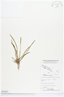 藏品()的圖片