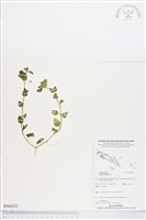 藏品(圓葉山梗菜)的圖片