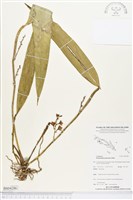 藏品()的圖片