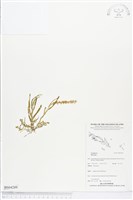 藏品()的圖片