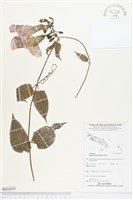 藏品(大鄧伯花)的圖片