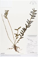 藏品(台灣竹葉蘭)的圖片