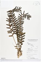 藏品(台灣竹葉蘭)的圖片