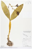 藏品(人面石斛蘭)的圖片