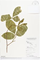 藏品(止宮樹)的圖片