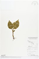 藏品(鬚唇羊耳蒜、鬚唇羊耳蘭)的圖片