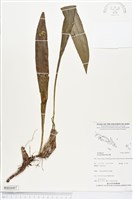 藏品(大葉絨蘭)的圖片