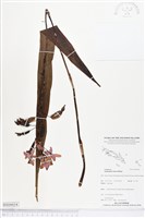 藏品(紫苞舌蘭、紫蘭)的圖片