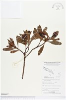 藏品(紅欖李)的圖片