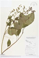 藏品(雙花蟛蜞菊)的圖片