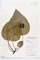 藏品(蓮葉桐)的圖片