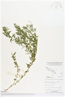 藏品(圓錐花遠志)的圖片