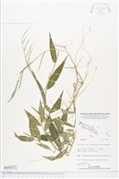藏品()的圖片