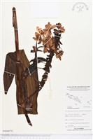 藏品(紫苞舌蘭、紫蘭)的圖片