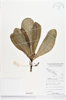 藏品(草海桐、水草)的圖片