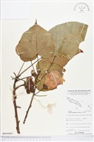 藏品(繖楊、截萼黃槿)的圖片