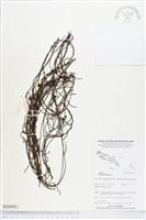 藏品(無根草)的圖片