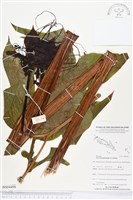 藏品(蒟蒻薯)的圖片