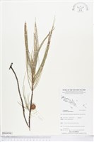 藏品(木麻黃)的圖片