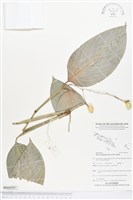 藏品(蘭嶼竹芋)的圖片