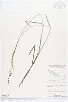 藏品(石果珍珠茅)的圖片