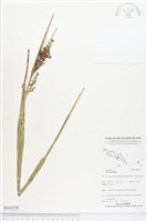 藏品(毛果珍珠茅)的圖片