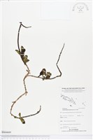 藏品(牙買加長穗木)的圖片