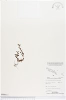 藏品(蔓鴨舌?舅)的圖片