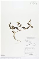 藏品(金腰箭)的圖片