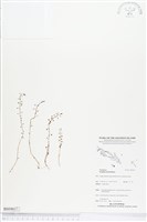 藏品()的圖片