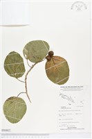 藏品(橙花破布子)的圖片
