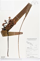 藏品(紫苞舌蘭、紫蘭)的圖片