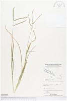 藏品(牛筋草)的圖片