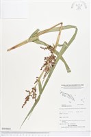 藏品()的圖片