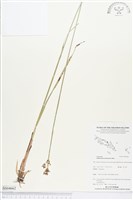 藏品()的圖片