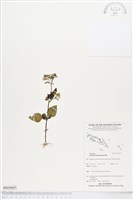 藏品(紫花霍香薊)的圖片