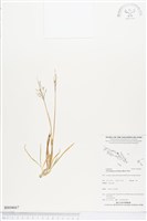 藏品(竹節草)的圖片