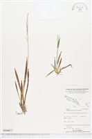 藏品(地毯草)的圖片