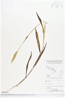 藏品()的圖片