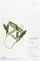 藏品(菲律賓哈哼花)的圖片