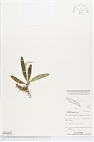 藏品()的圖片