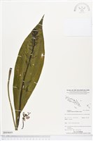 藏品(白鶴蘭)的圖片